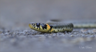 <p>UŽOVKA OBOJKOVÁ (Natrix natrix) ---- /Grass snake - Ringelnatter/</p>